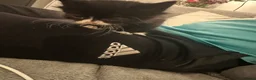 British Shorthair cats for sale: Fluffy black and white kittens  - Advert 3