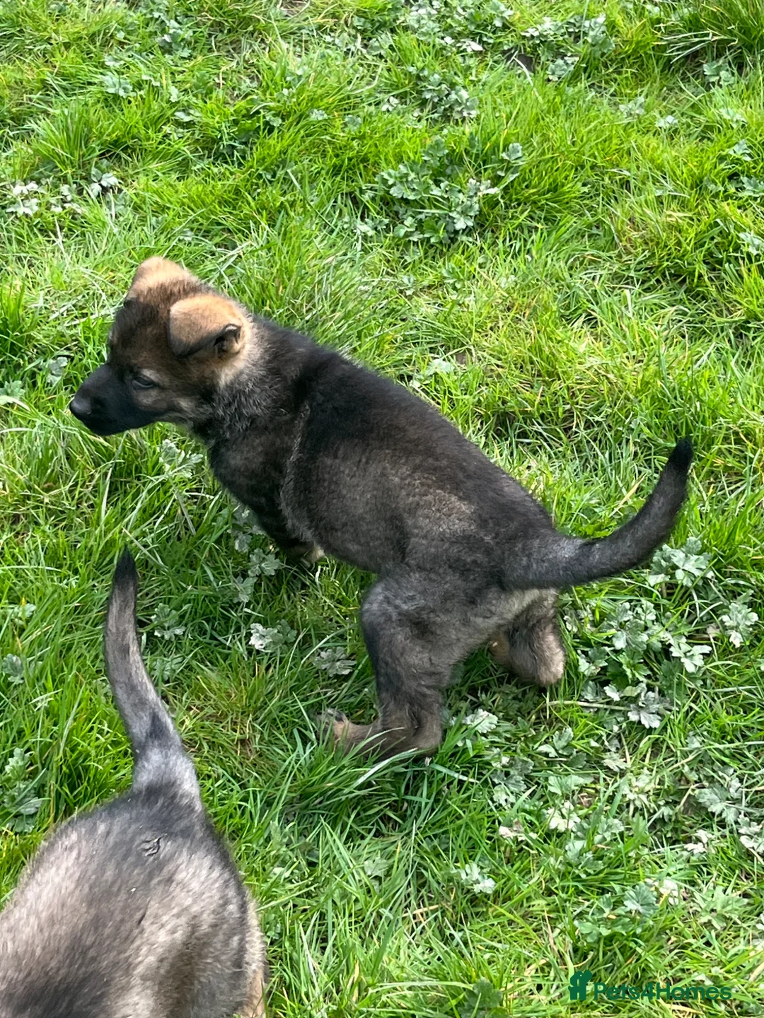 German Shepherd dogs for sale: Exceptional working line German shepherd pups - Advert 17