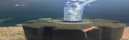 Shrimps fish for sale: Caridina mixed culls - Advert 2
