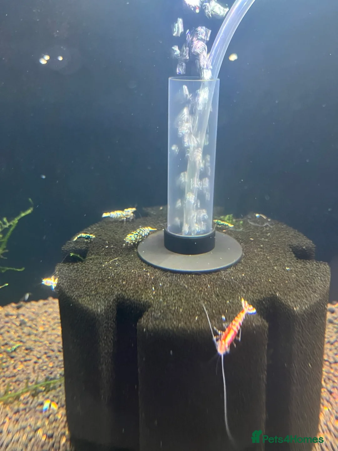 Shrimps fish for sale: Caridina mixed culls - Advert 2