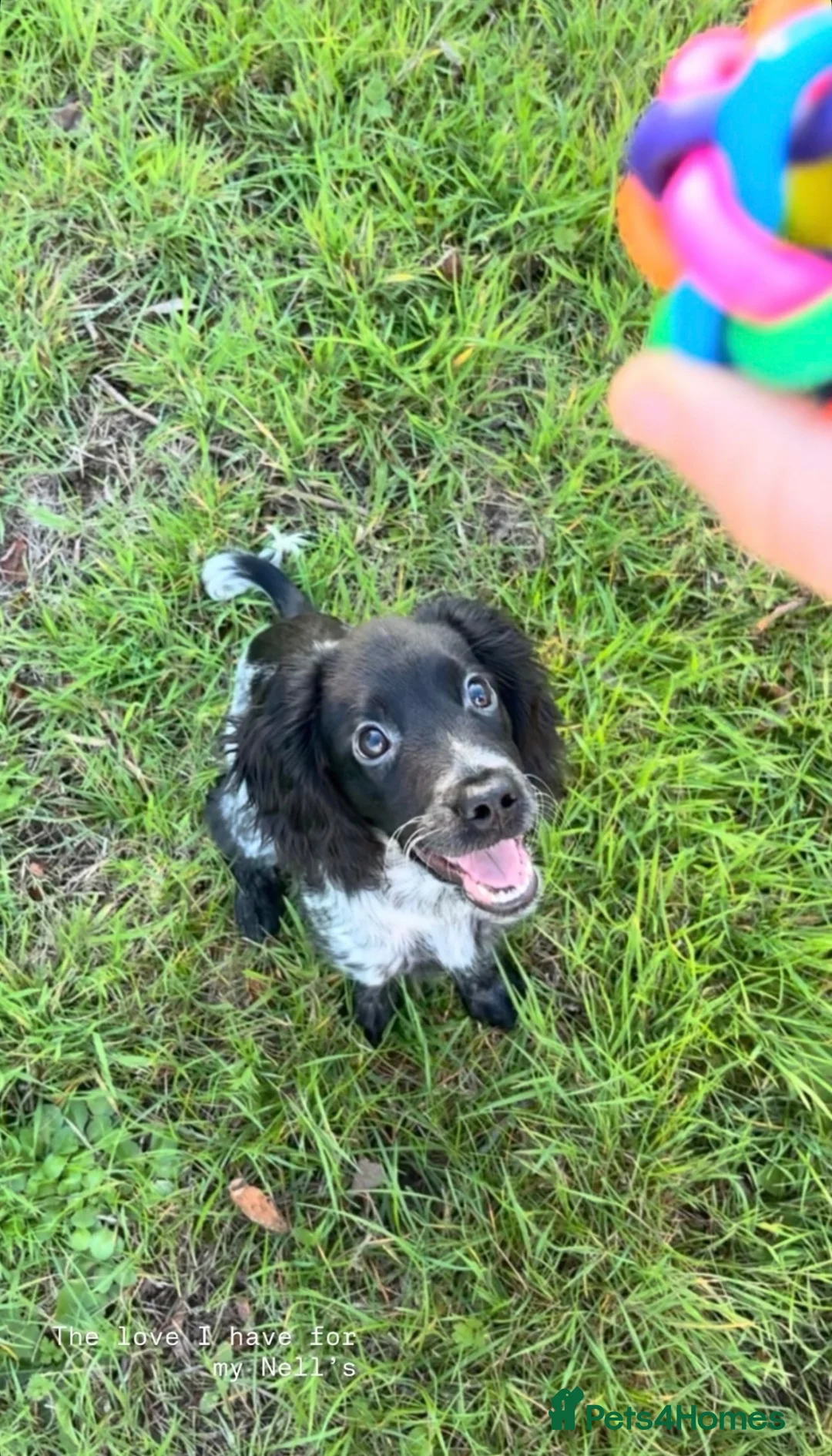 Cocker Spaniel dogs for sale: Nelly  - Advert 2