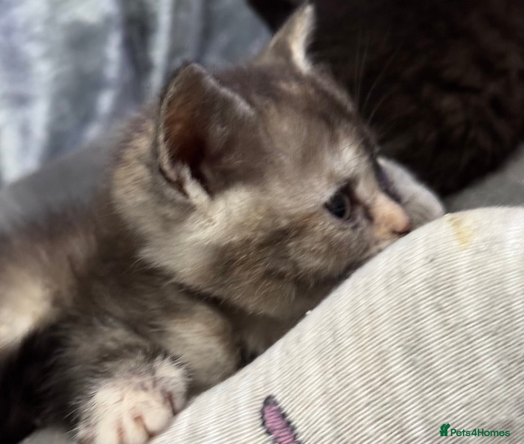 Scottish Fold cats for sale: Unique Smoke Scottish folds/straights - Advert 5