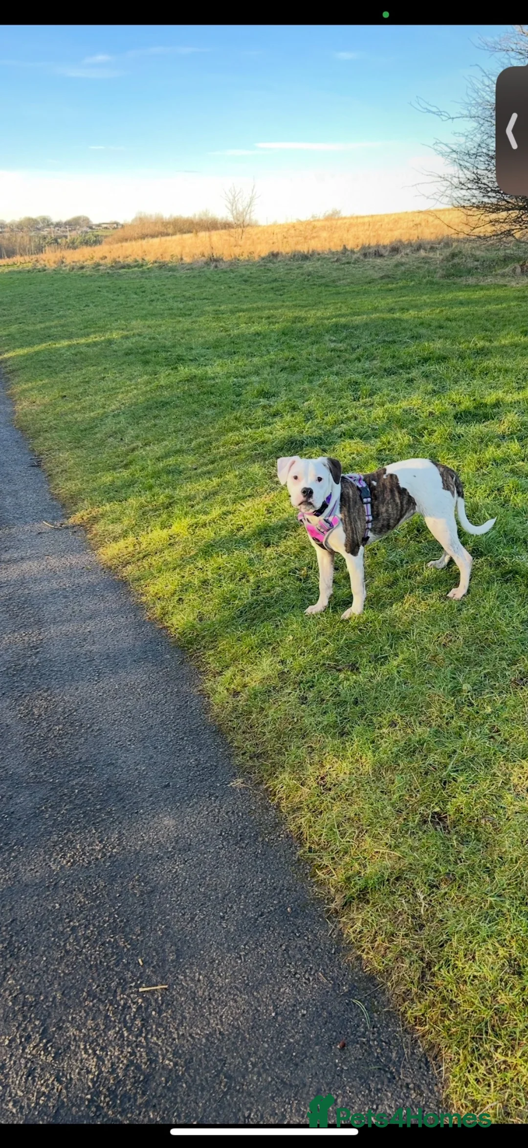 Mixed Breed dogs for sale: Old tyme American bullys - Advert 12