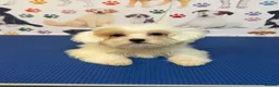 Maltipoo dogs for sale: Rare Red Parti and Biscuit Maltipoo Puppies - Advert 23