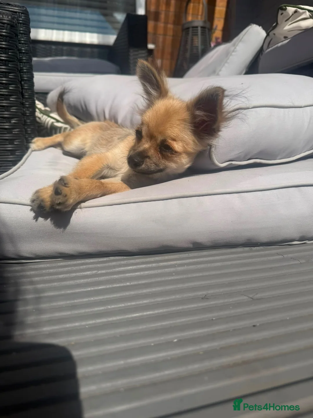 Chihuahua dogs for sale: 4 month old long haired male Chihuahua.  in Nottingham - Advert 6