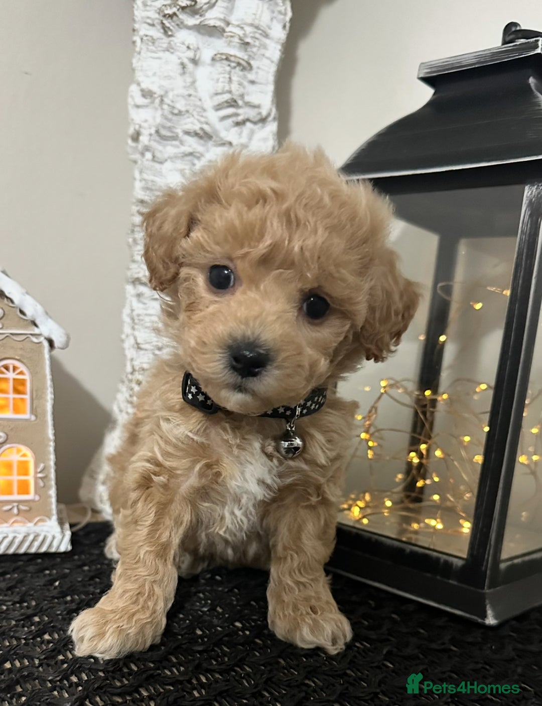 Maltipoo dogs for sale: Gorgeous F1 Toy Maltipoo Puppies  - Advert 14