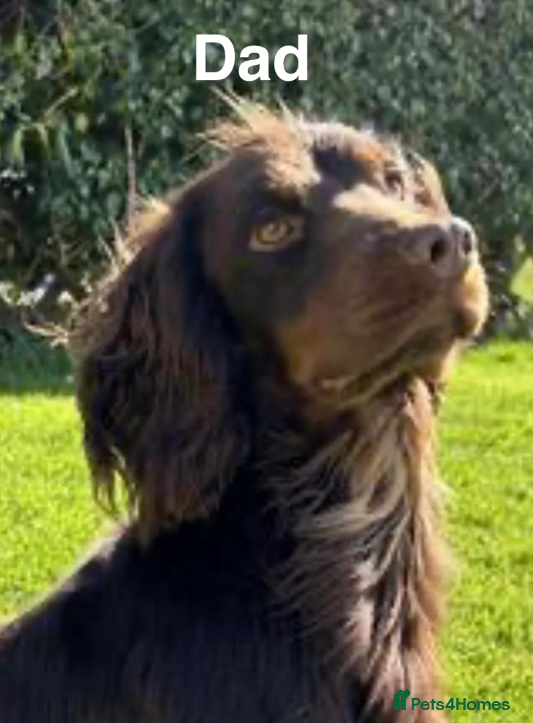 Cocker Spaniel dogs for sale: Beautiful Working Cocker Puppies  - Advert 5