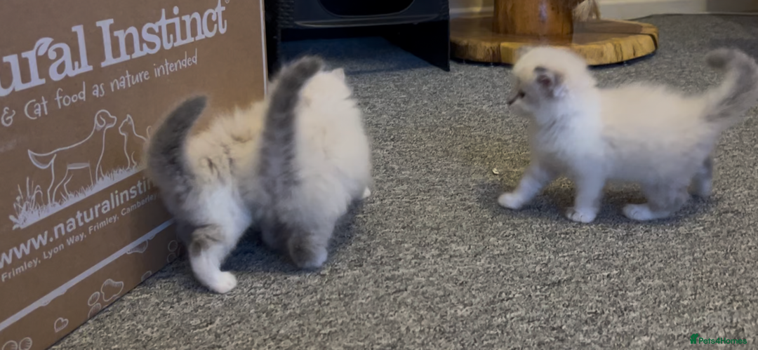 Siberian cats for sale: Gorgeous Siberian Kittens  - Image 14
