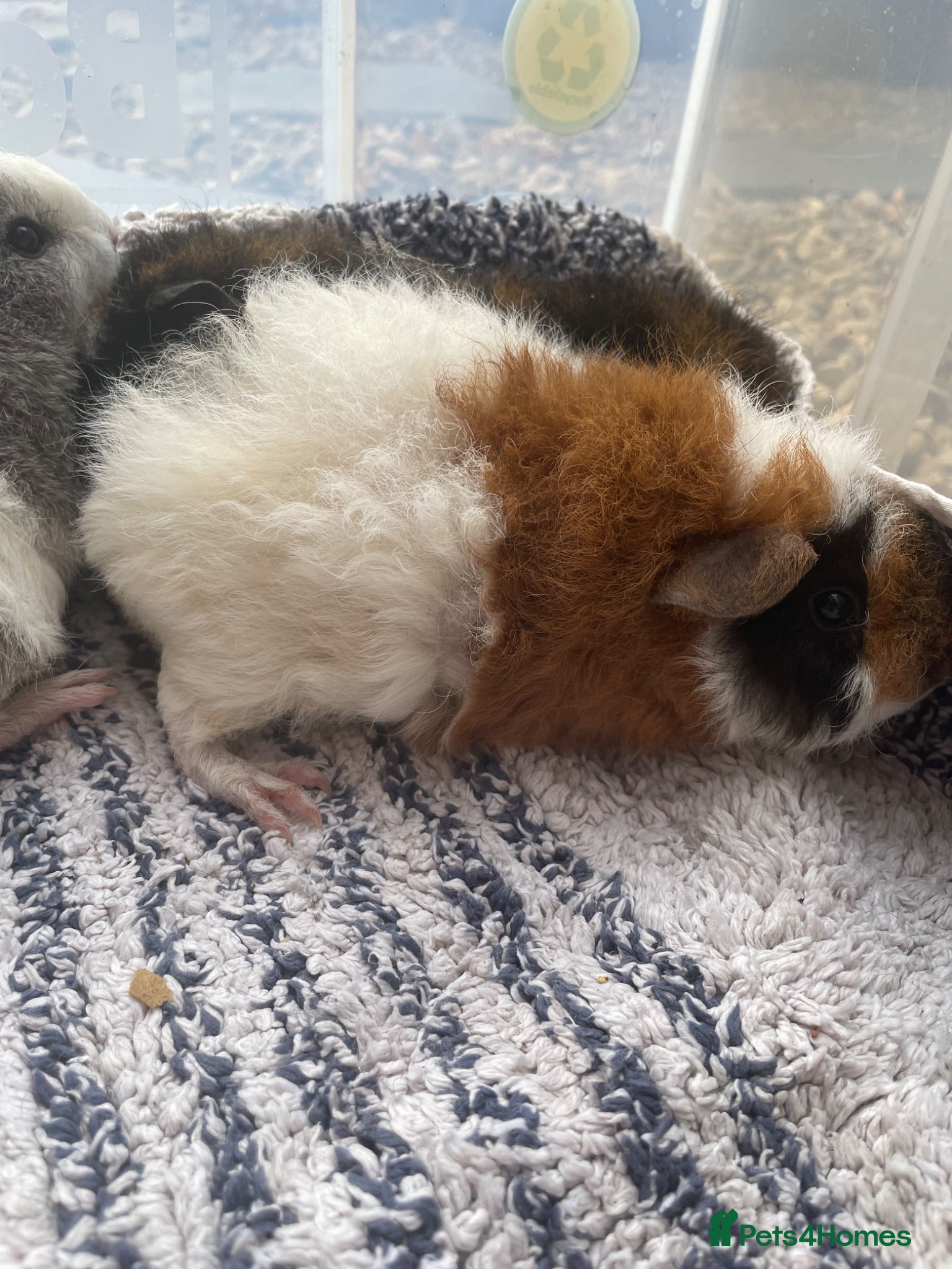 Guinea Pig rodents Teddy Male Guinea Pigs - Advert 2