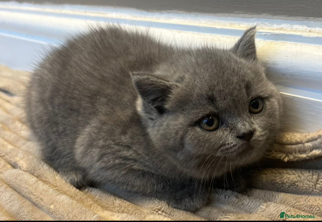 British Shorthair cats for sale: LAST CHUNKY BOY Cute Bristish Short Hair Kittens  - Image 11