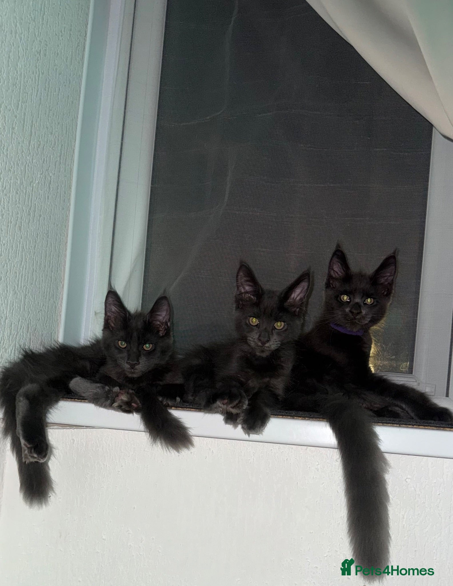 Maine Coon cats TICA/ GCCF Maine Coon kittens - Advert 3