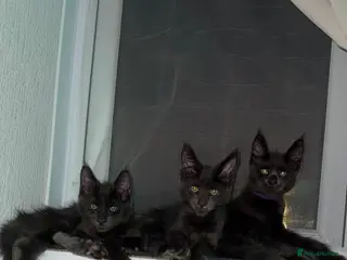Maine Coon cats TICA/ GCCF Maine Coon kittens - Advert 3