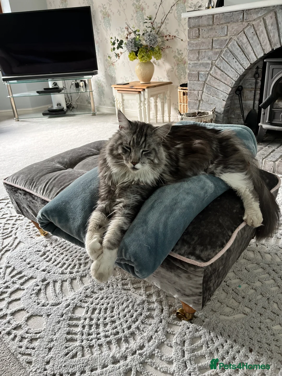 Maine Coon cats for sale: 5 year old boy Maine Coon for rehoming - Advert 13