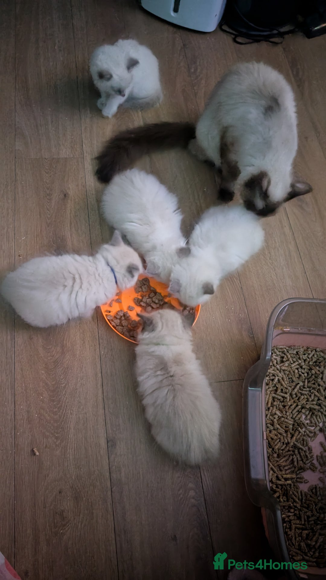 Ragdoll cats for sale: 5 Ragdoll Kittens for Sale - Image 12