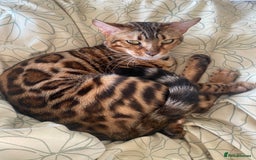 Bengal cats for sale: Male Snow & Female Brown Rosetta bengals - Image 6