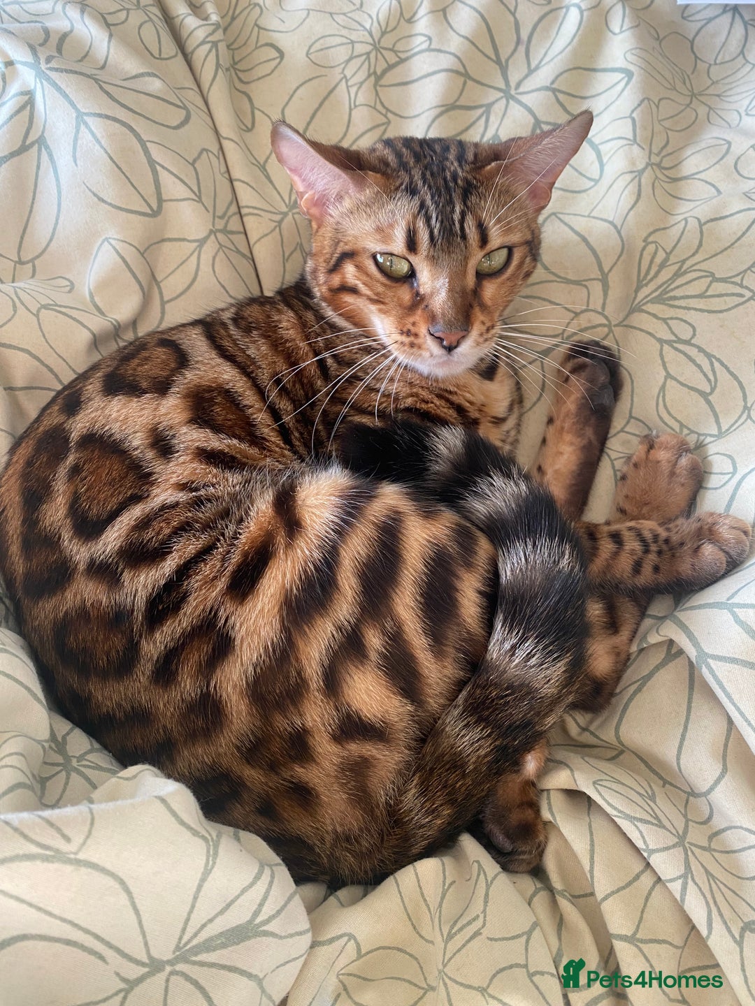 Bengal cats for sale: Male Snow & Female Brown Rosetta bengals - Image 6