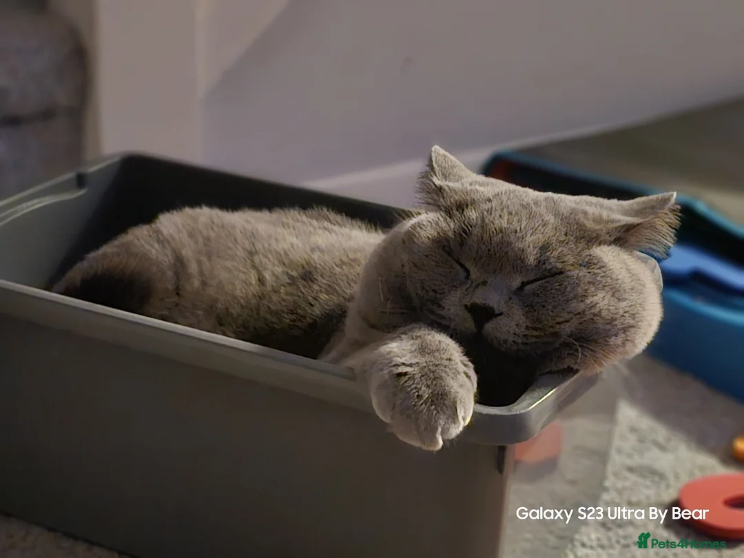 British Shorthair cats for sale: Gorgeous Fluffy Cloud 3yr old Gandalf - Advert 11