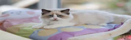 Ragdoll cats for sale: GCCF Champion line kittens available - Advert 9
