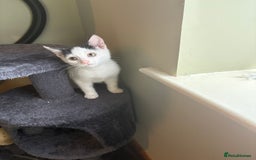 Mixed Breed cats for sale: Three beautiful kittens for sale  - Image 1