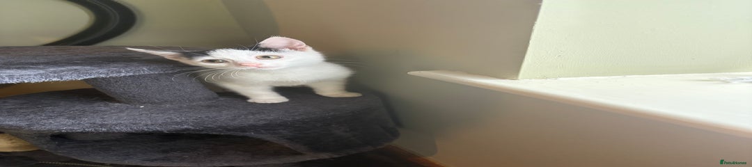 Mixed Breed Kitten 2