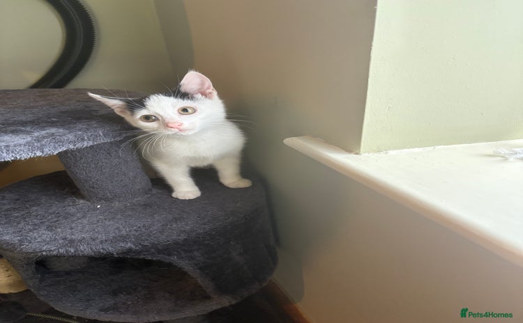 Mixed Breed cats - Advert 1