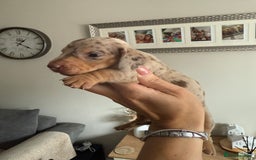 Dachshund dogs for sale: Beautiful litter of dachshund puppy’s  - Image 4