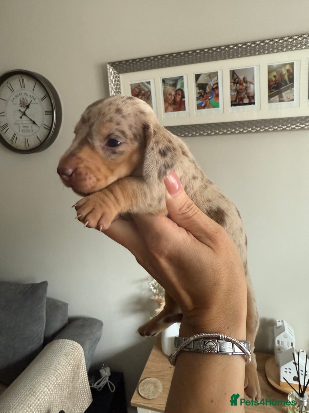 Dachshund dogs for sale: Beautiful litter of dachshund puppy’s  - Image 4