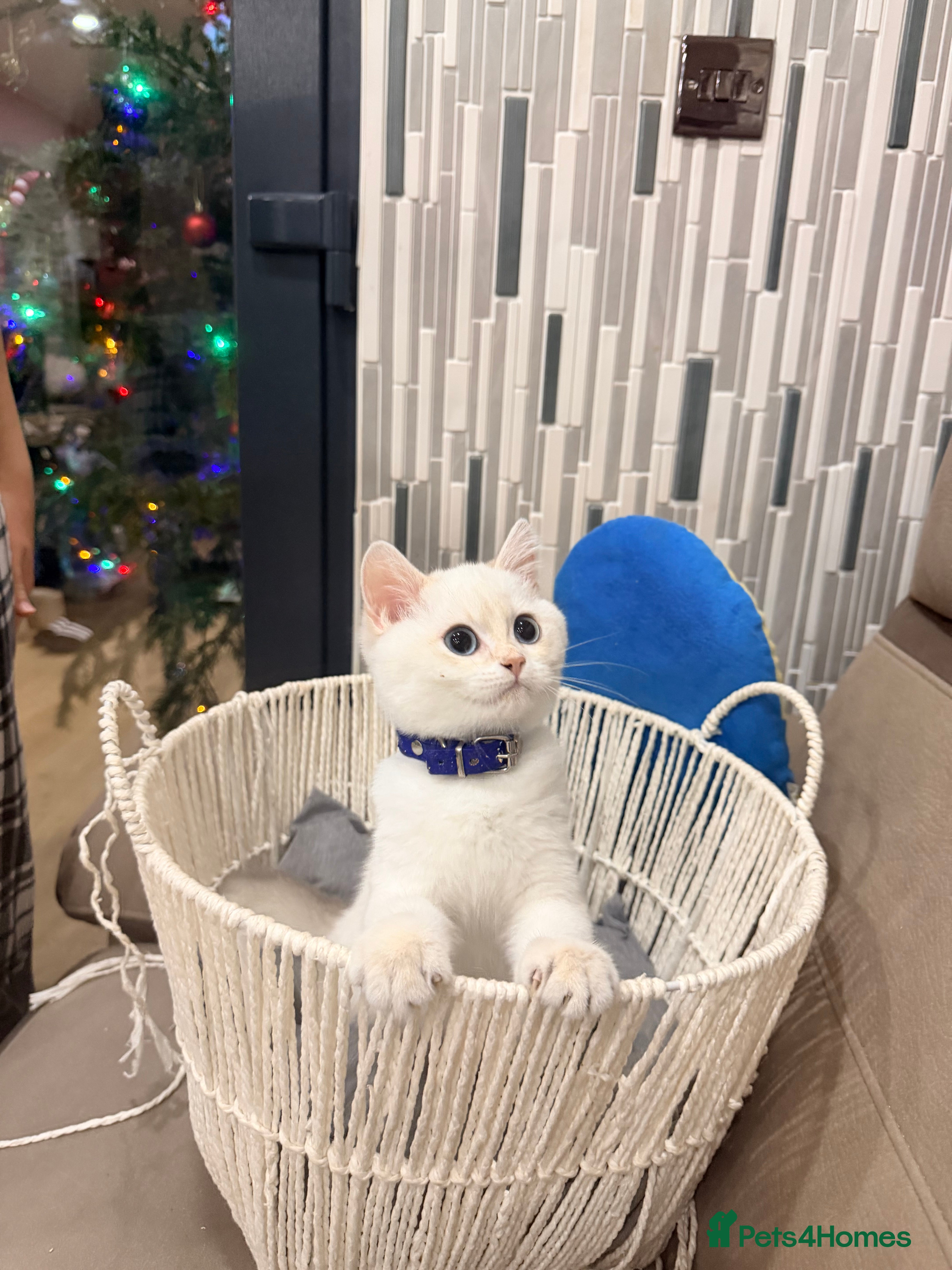 British Shorthair cats British Shorthair Kitten Golden Tipped Colourpoint - Advert 18