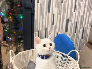 British Shorthair cats British Shorthair Kitten Golden Tipped Colourpoint - Advert 18