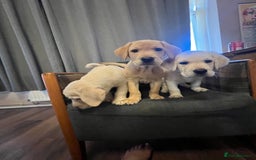 Labrador Retriever dogs for sale: Labrador Retriever puppies - Image 21
