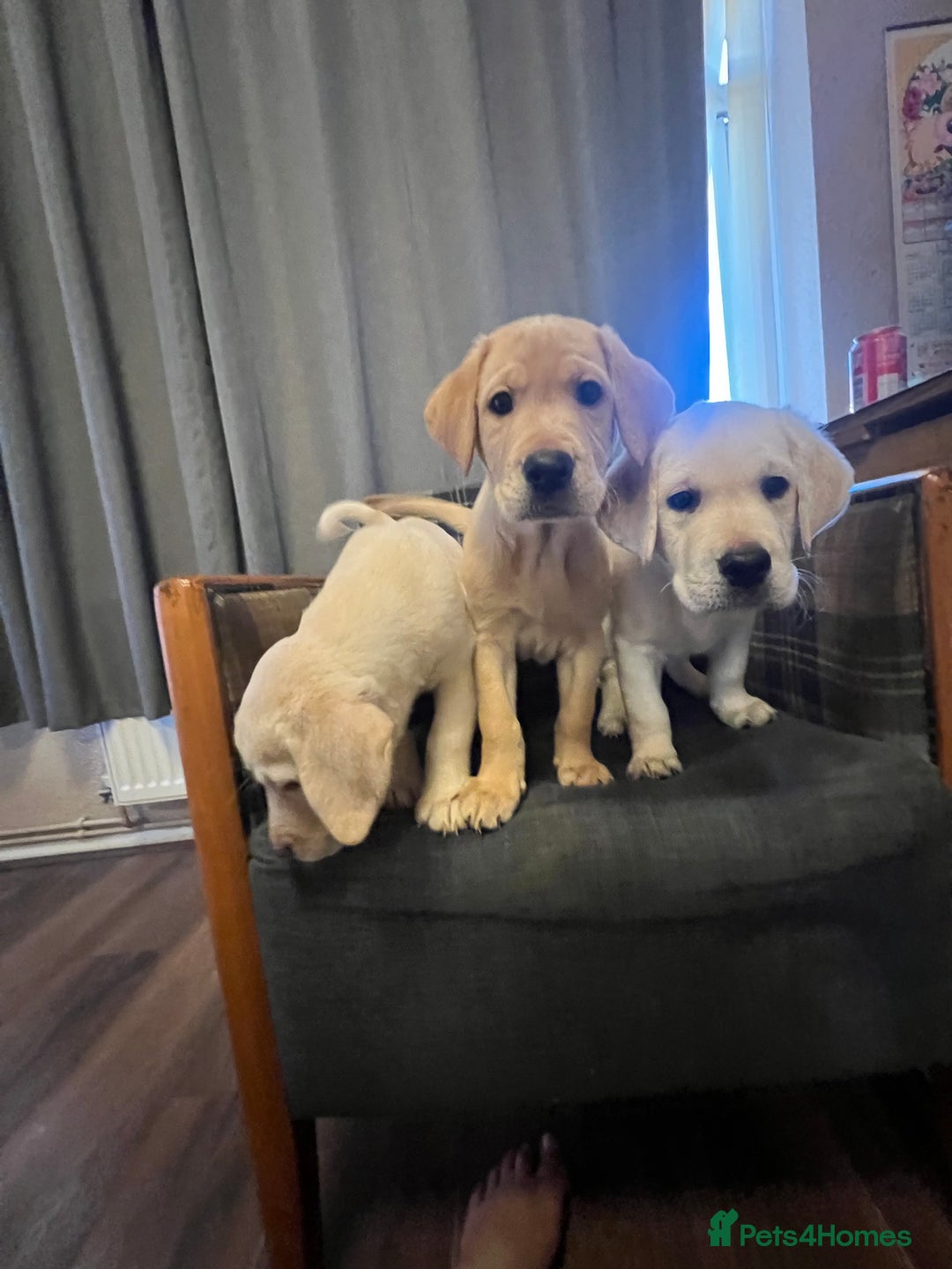 Labrador Retriever dogs for sale: Labrador Retriever puppies - Image 21