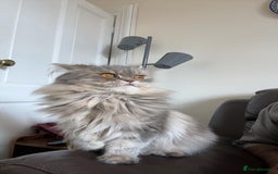 Persian cats for sale: Persian Cat - Image 2
