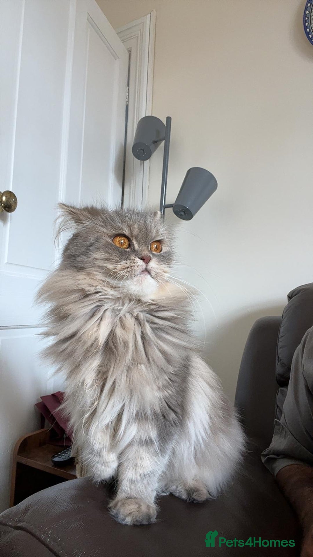 Persian cats for sale: Persian Cat - Image 2