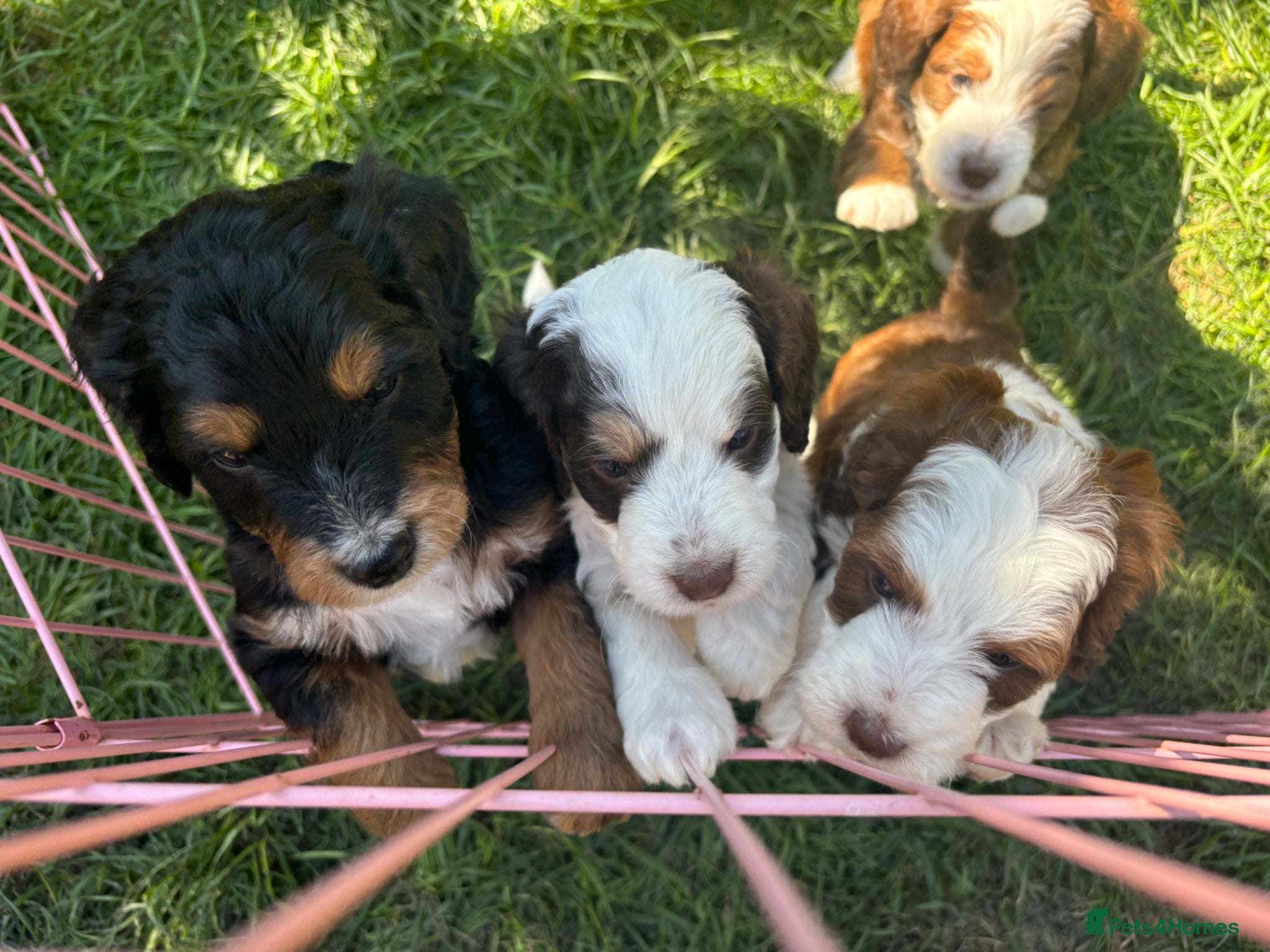Mixed Breed dogs Mini Bernedoodle Litter 💙💕  - Advert 6