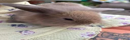 Mixed Breed rabbits for sale: Baby rabits in Bargoed - Advert 2