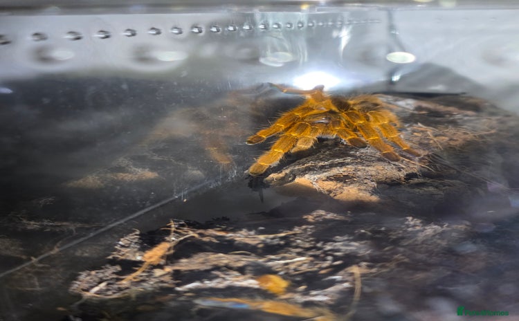 Tarantulas invertebrates - Advert 7