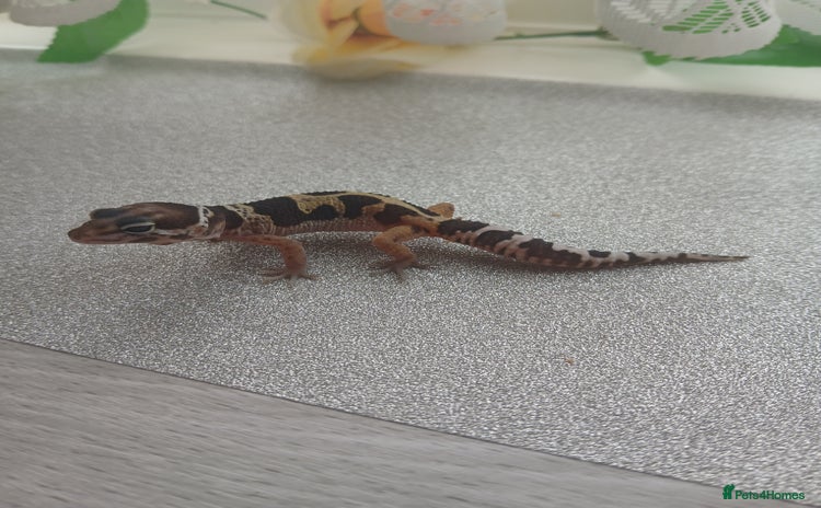 Leopard Gecko reptiles - Advert 5