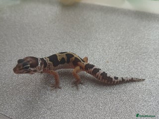 Leopard Gecko reptiles - Advert 5