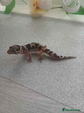 Leopard Gecko reptiles - Advert 5