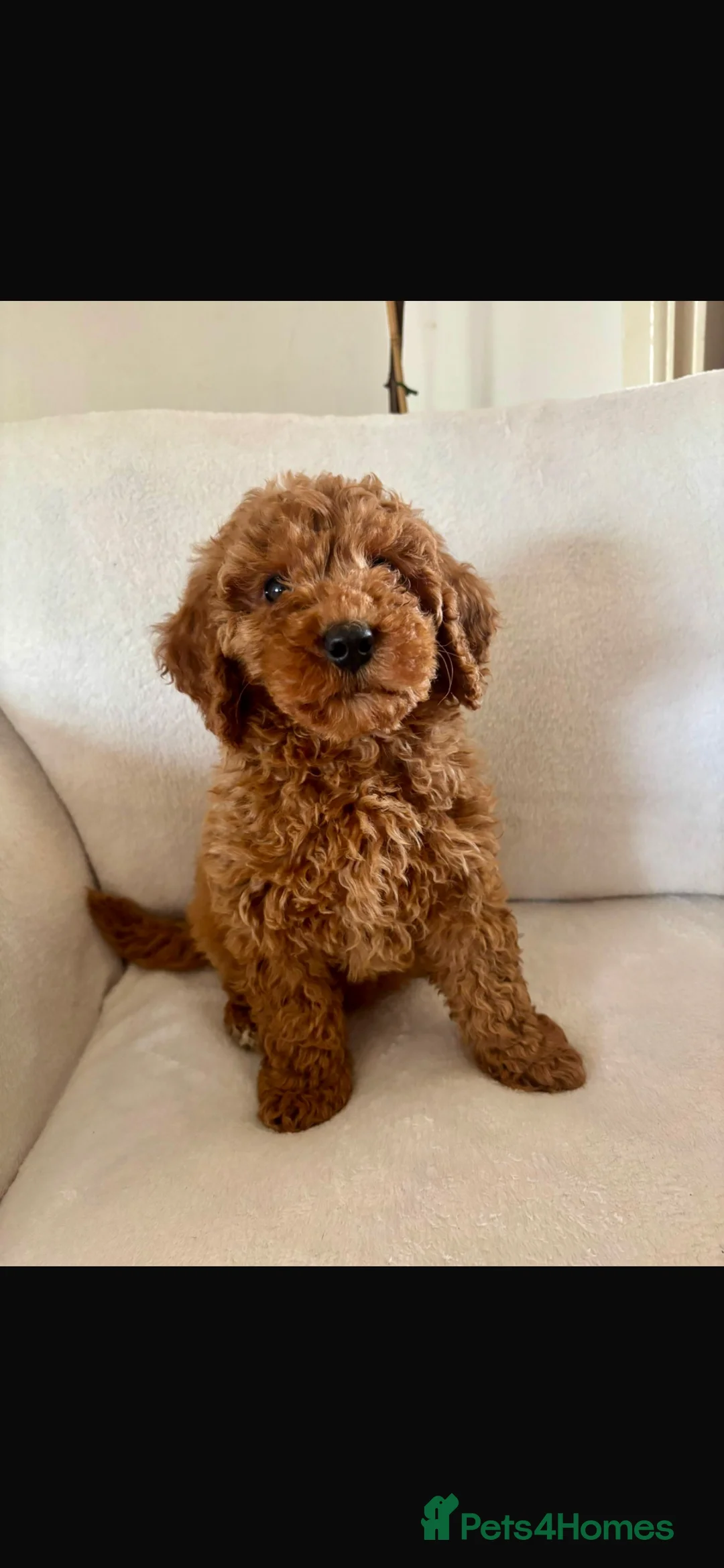 Cockapoo dogs for sale: Exceptional F1B - Advert 1