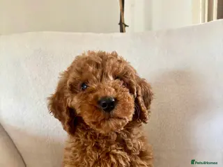 Cockapoo dogs Exceptional F1B - Advert 12