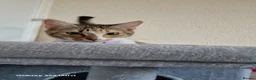 Mixed Breed cats for sale: Beautiful female cat  - Advert 3