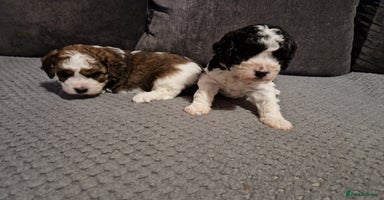 Cavapoo dogs - Advert 8