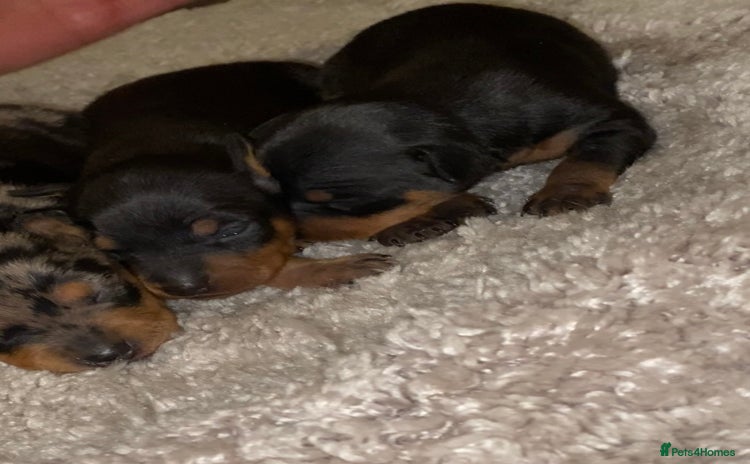 Miniature Pinscher dogs Gorgeous Rare miniature pinscher puppies for sale - Advert 4