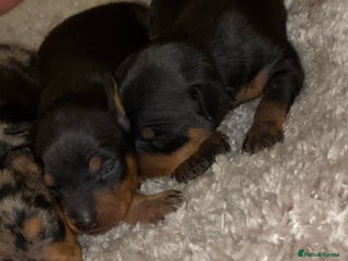 Miniature Pinscher dogs Gorgeous Rare miniature pinscher puppies for sale - Advert 1