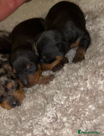 Miniature Pinscher dogs Gorgeous Rare miniature pinscher puppies for sale - Advert 4