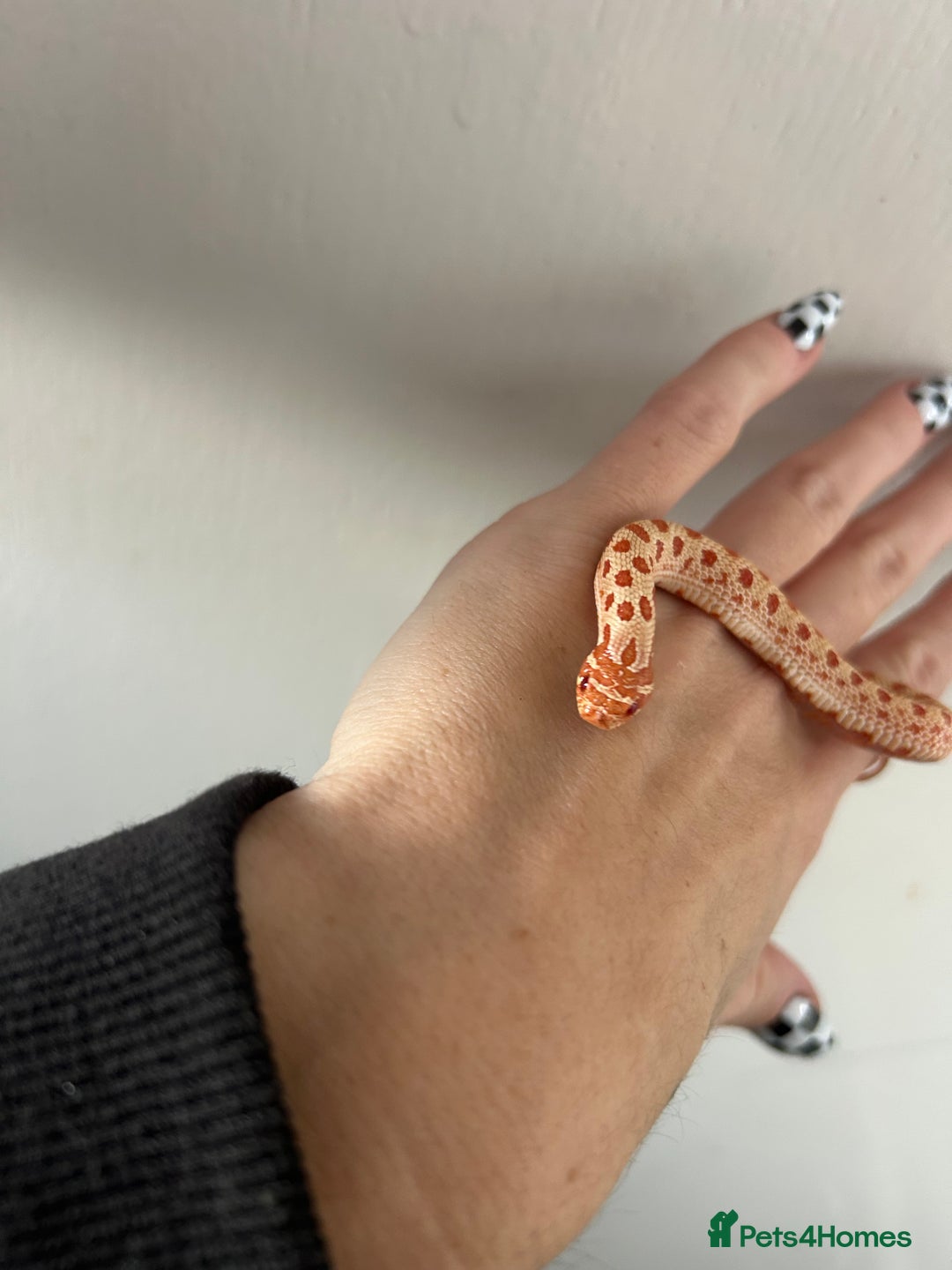Snake reptiles for sale: Albino Weston hognose  - Advert 3