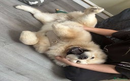 Chow Chow dogs for sale: Sully the chow chow - Image 1