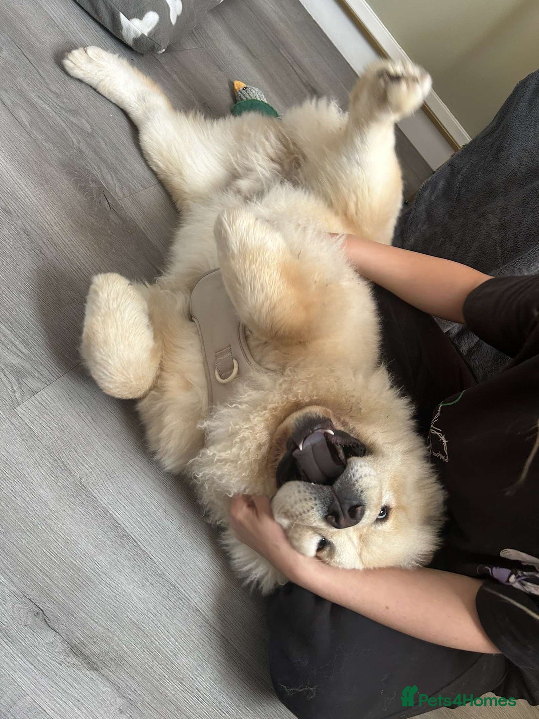 Chow Chow dogs for sale: Sully the chow chow - Image 1