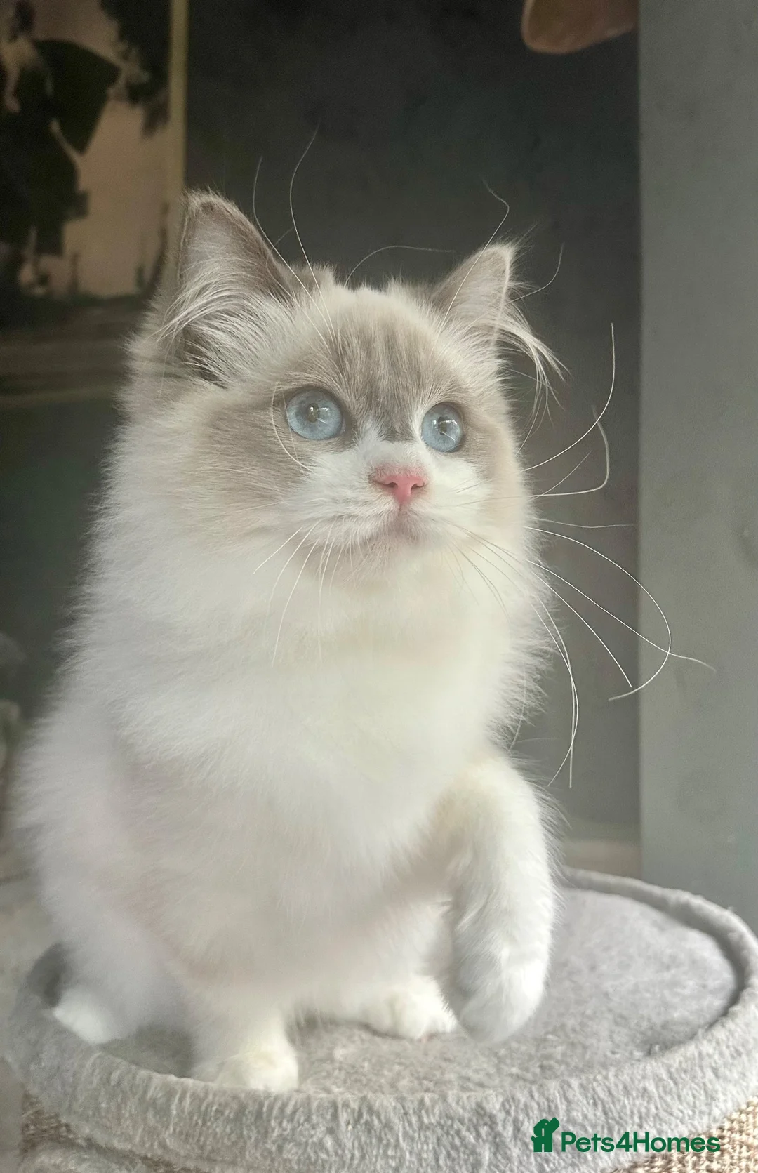 Ragdoll cats for sale: STUNNING BLUE BI COLOUR FEMALE AVAILABLE  - Advert 2